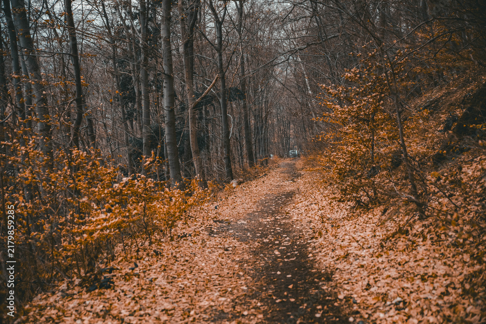 Fototapeta premium Herbstwald, Wald, Waldweg, Herbst, Wurzeln