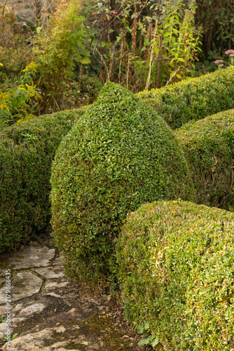 Shaped box hedge in an English cottage garden. 