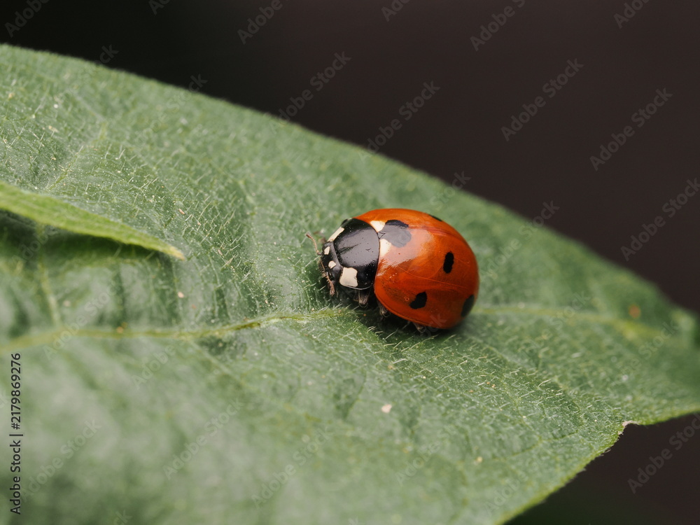 Fototapeta premium Mariquita de siete puntos (Coccinella septempunctata) descansando sobre una hoja verde brillante. Naturaleza y biodiversidad en el jardín. Ideal para conceptos de ecología y medio ambiente.