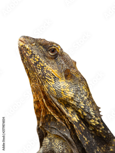 Konstfotografi Close up portrait of a frilled lizard on white background