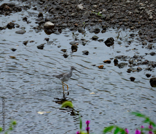 Canvas Print a greater yellow legs wading down the river