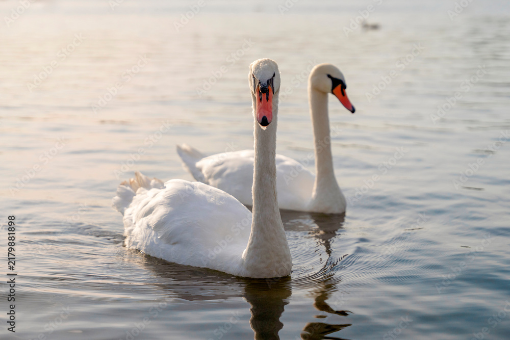 Obraz premium Swans swim together in a calm lake during late afternoon light