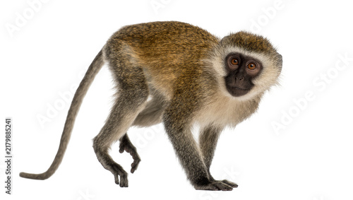 Fotografie Small vervet monkey with light brown fur and dark face, isolated on transparent