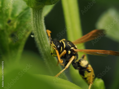 Foto Avispa papelera (Polistes) posada sobre el tallo de una planta verde