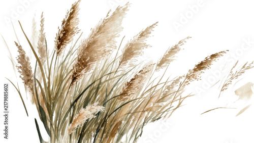 Foto Fluffy brown pampas grass plumes swaying gently, isolated on transparent backgro