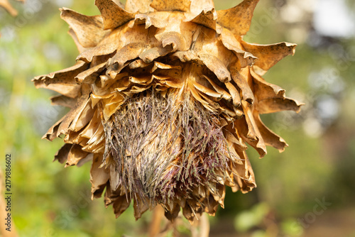 Dried Artichoke Head at the end of summer. Artichoke seeds. 