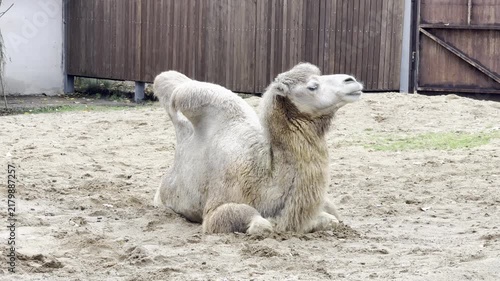 a two-humped camel lies on the ground and chews the cud
