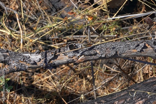 Obraz na płótnie A green grasshopper over a burned log in a forest in Attica, Greece