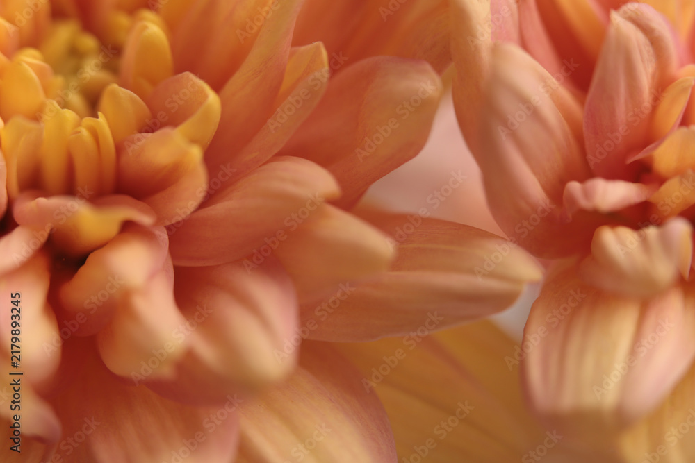 Obraz premium Smoke close-up cream beige pink Chrysanthemums; aster, gerbera Flower bud Petals. Natural selective soft focus macro blur light background