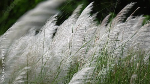 White Kans Grass Blowing in Natural Autumn Breeze. Close Up Action Shot of White Saccharum Spontaneum Flowers Dancing in Wind. White Wild Flowers Blowing Softly for Autumn Season.