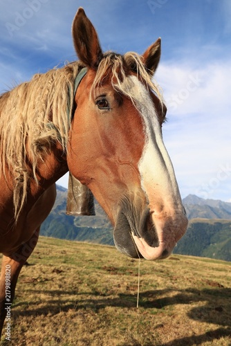 Fotografie Un joli portrait d'une jument