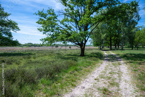 Landscape in the Haaksbergen Nature Preserve along the Nederlandroute in the Netherlands