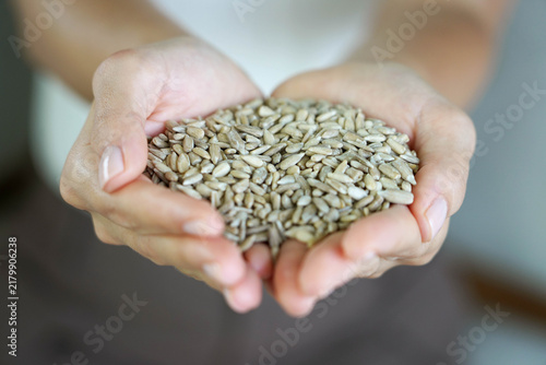 Принти на полотні Sunflower seed