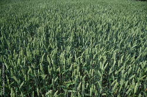 green wheat field