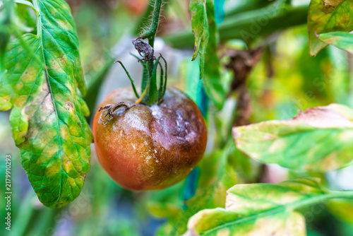 Tomato affected by plant disease hanging on vine