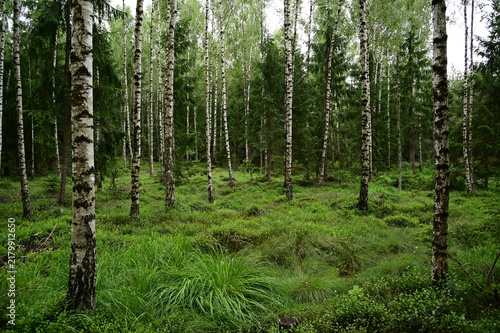 birch forest in spring