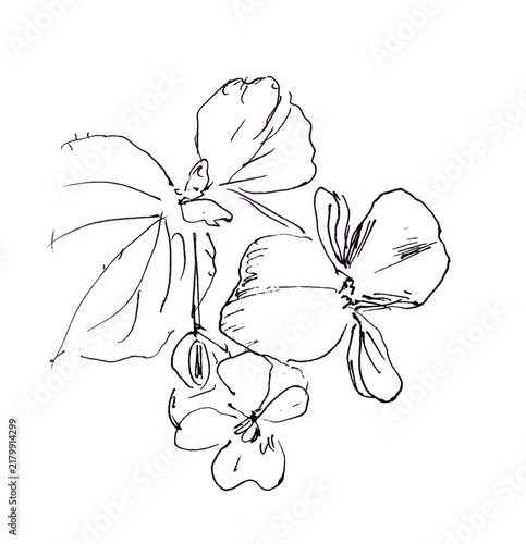 blooming begonia, graphic black and white drawing
