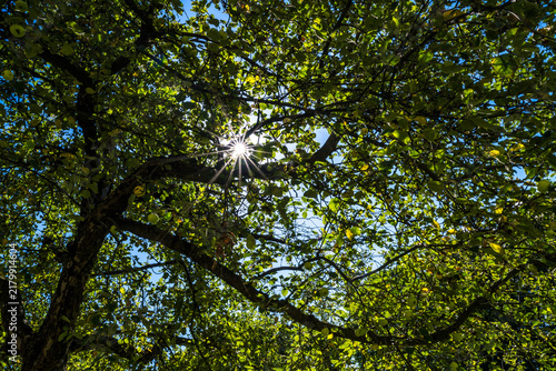 Plakat Sonne scheint durch Äste eines Apfelbaumes