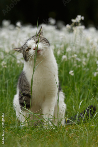 Kater frißt Grashalm