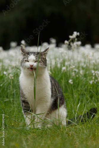 Kater frißt Grashalm