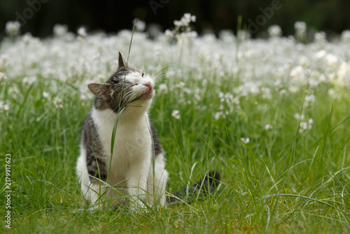 Kater frisst Grashalm