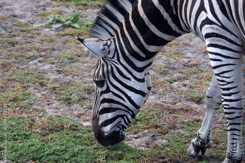 Obraz premium A zebra nibbles grass at the zoo