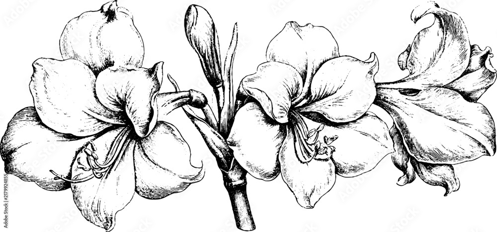 Obraz premium Antique engraved amaryllis branch botanical line art isolated on white background for floral design background and printable decor