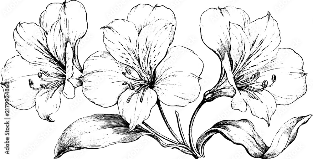 Obraz premium Antique botanical engraving of alstroemeria flowers and leaves isolated on white for vintage botanical poster, background and label design