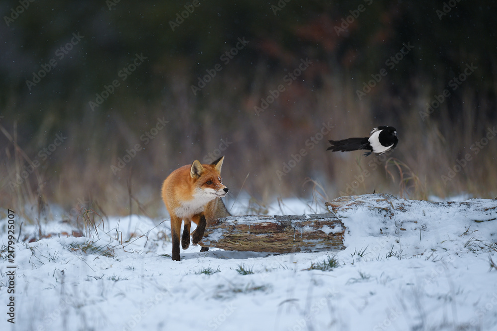 Fototapeta premium renard roux