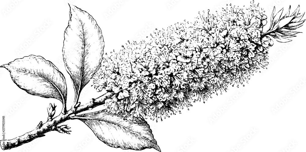 Obraz premium Antique botanical engraving of elongated bottlebrush flower cluster isolated on white for vintage botanical background and label design