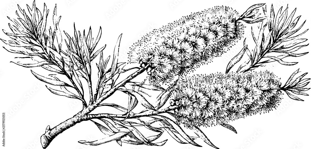 Obraz premium Antique botanical engraving of bottlebrush flower branch isolated on white for vintage botanical background and plant study design