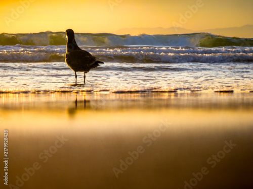 Seagull silhouetted against a golden sunset at the ocean's edge