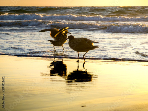 Two seagulls wading in shallow ocean water at sunset with reflections
