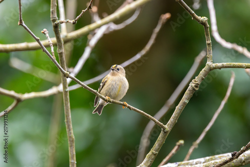 Konstfotografi Goldcrest on a Twig