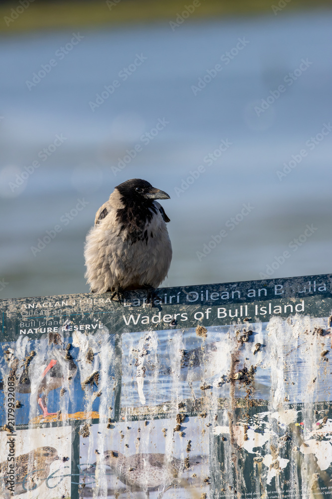 Fototapeta premium Hooded Crow on a Nature Reserve Sign