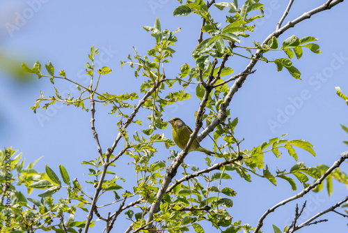 Photography Male Greenfinch in a Leafy Tree