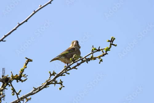 Photography Female Greenfinch on a Branch