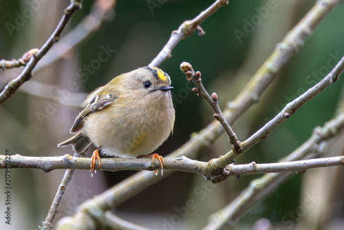 Photography Goldcrest on a Budded Twig