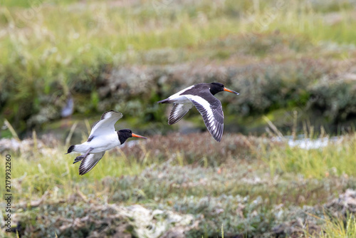 Obraz na plátně Oystercatchers in Flight