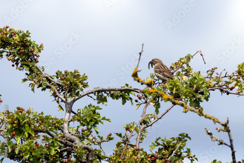 Photography Female House Sparrow with a Caterpillar