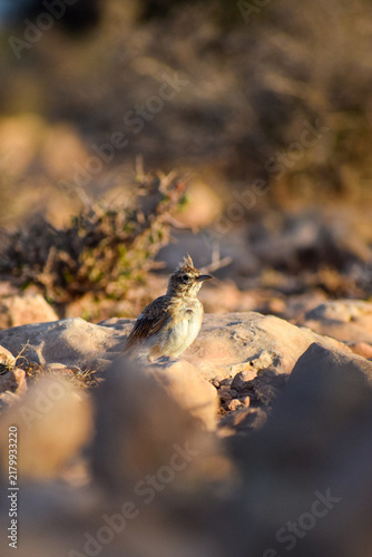 Konstfotografi a lark bird sitting on rocks