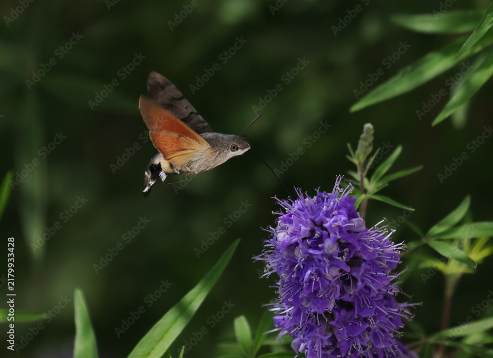 Fototapeta premium Hummingbird hawk-moth in flight on violet flower, Macroglossum stellatarum