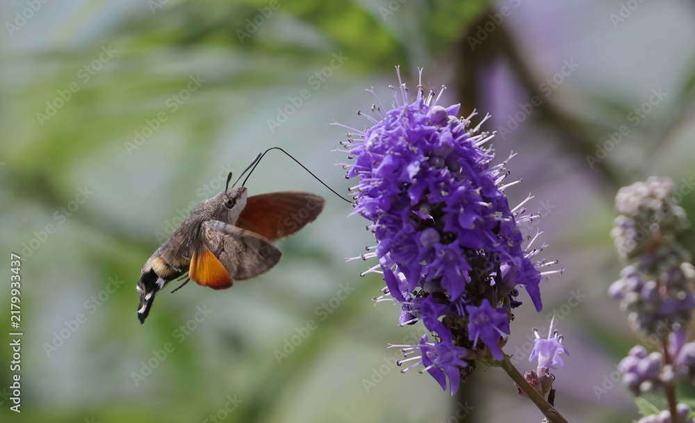 Fototapeta premium Hummingbird hawk-moth in flight on violet flower, Macroglossum stellatarum