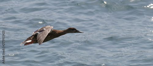Mallard duck flies over sea, Anas platyrhynchos, birds of Montenegro