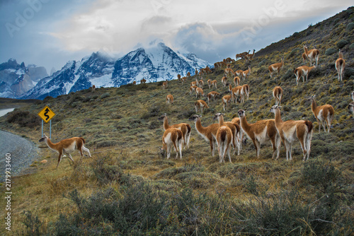 Guanacos in Andes environment, Torres del Paine National Park, Patagonia, Chile.