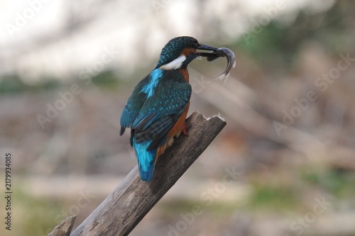 Photography Martin pescador con su pez