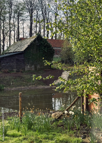 Konstfotografi Rustic wooden shed beside a pond with white spring daffodils