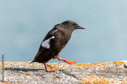 Foto Black guillemot bird Cepphus grylle steps out along Great South Wall showing red orange webbed feet