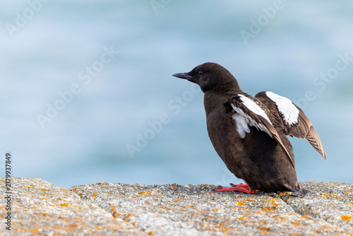Quadro su tela Black guillemot bird Cepphus grylle spreads its wings open showing red orange webbed feet