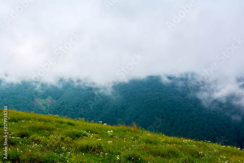 Forested mountains disappear into fog where trees and peaks blend with mist in mysterious layered landscape.